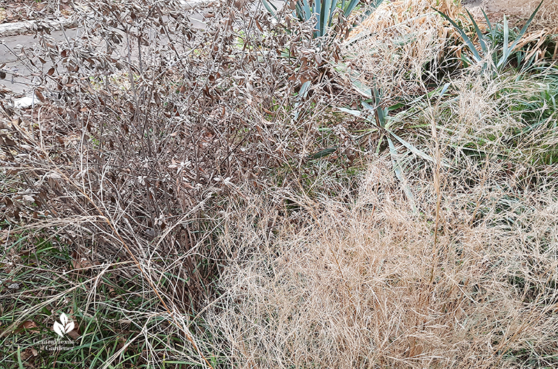 Silver bush germander and bamboo muhly after Austin 2021 freeze Central Texas Gardener