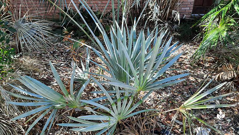 Silver saw palmetto after Austin 2021 freeze Central Texas Gardener