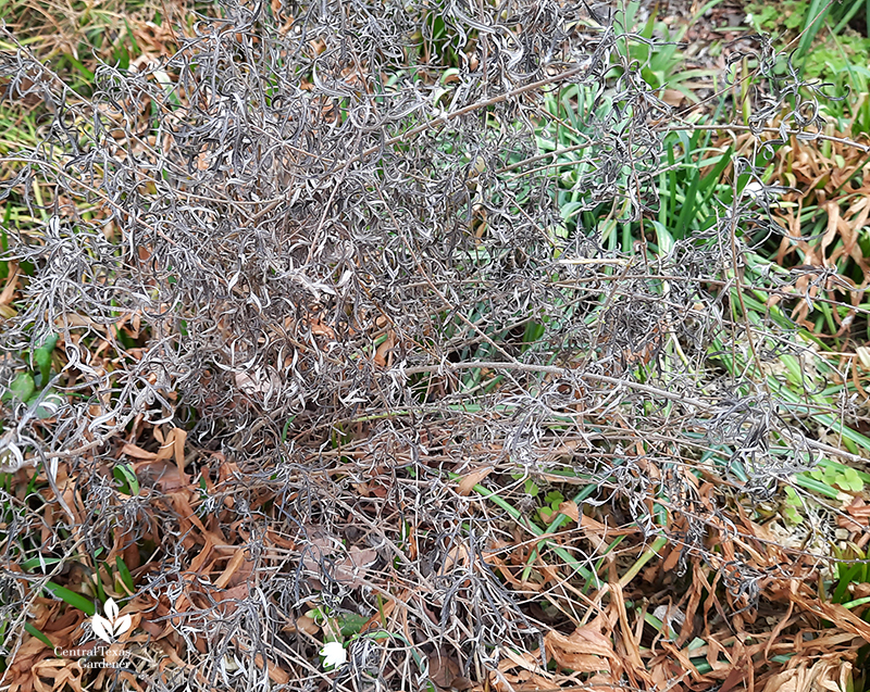 Skeleton-leaf goldeneye daisy after Austin 2021 freeze Central Texas Gardener