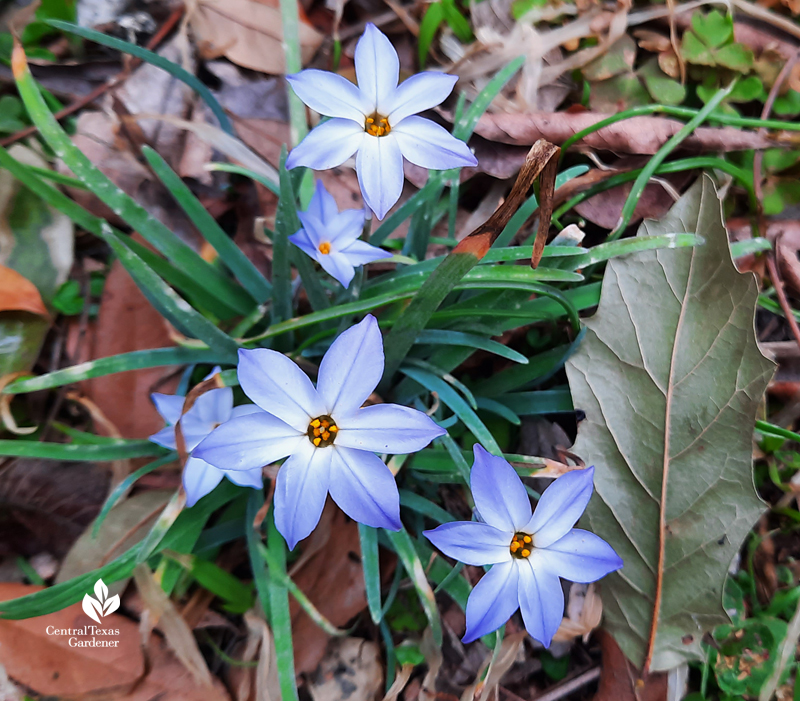 Spring starflower blooms after extreme freeze Austin 2021 Central Texas Gardener