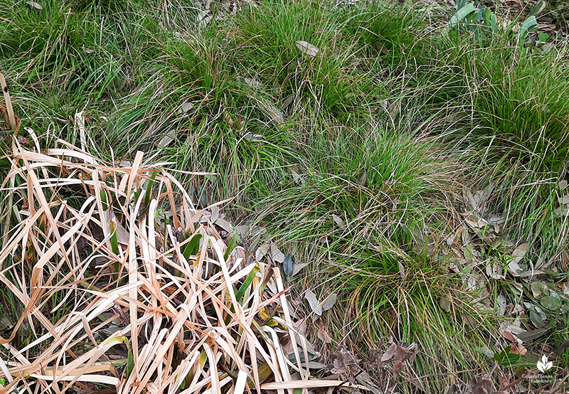 Spuria iris and Texas sedges after Austin 2021 freeze Central Texas Gardener