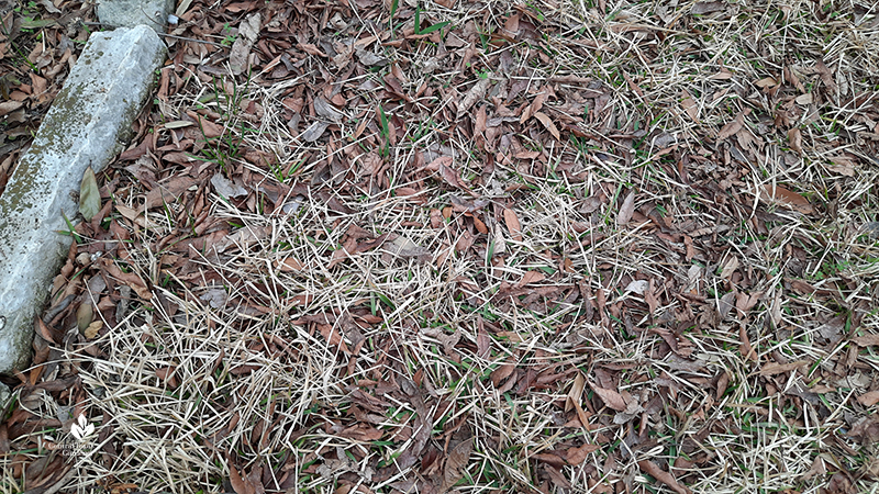 St. Augustine lawn turfgrass after Austin 2021 freeze Central Texas Gardener