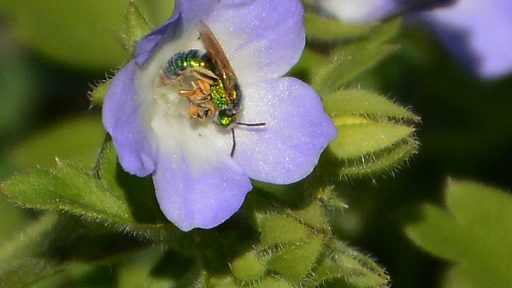 Metallic sweat bee on native annual wildflower baby blue eyes Central Texas Gardener