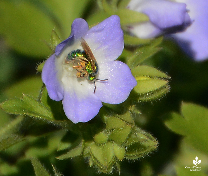 Metallic sweat bee on native annual wildflower baby blue eyes Central Texas Gardener