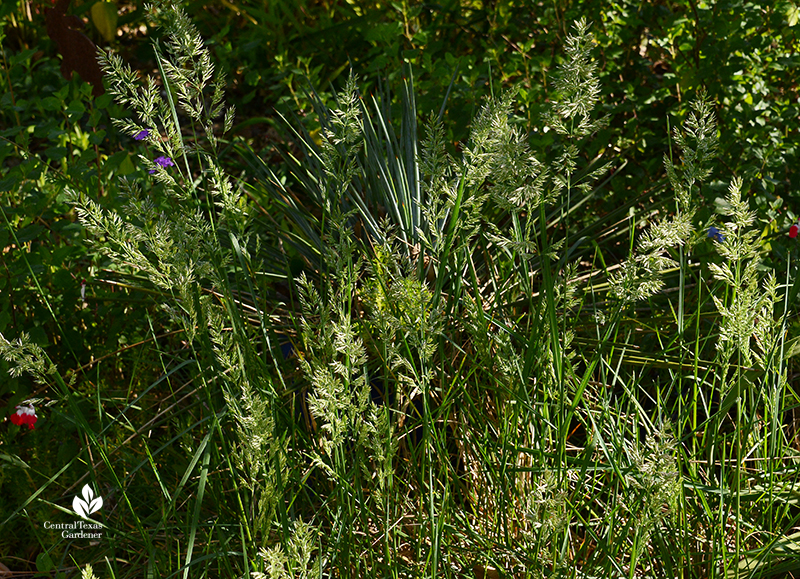 Texas bluegrass Poa arachnifera native grass for shade Central Texas Gardener