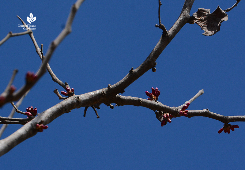 Texas redbud starting to flower after Austin 2021 freeze Central Texas Gardener