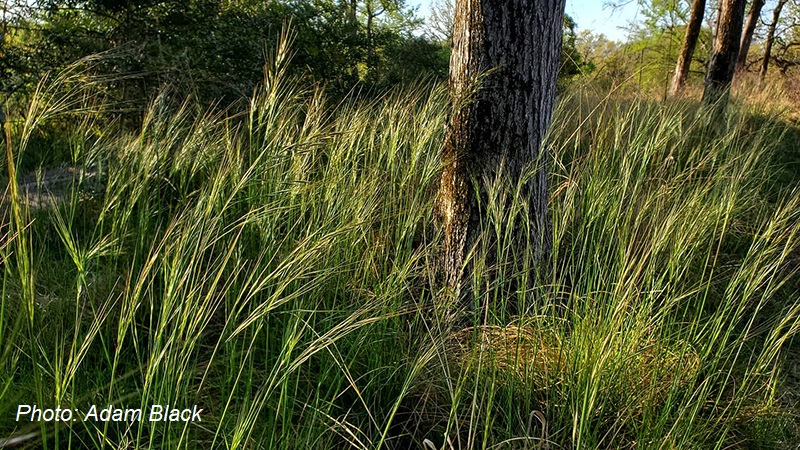 Texas winter grass Nassella leucotricha photo by Adam Black