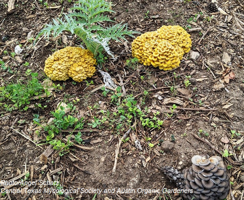 Yellow oyster mushrooms in vegetable bed with cardoon photo by Angel Schatz Central Texas Gardener