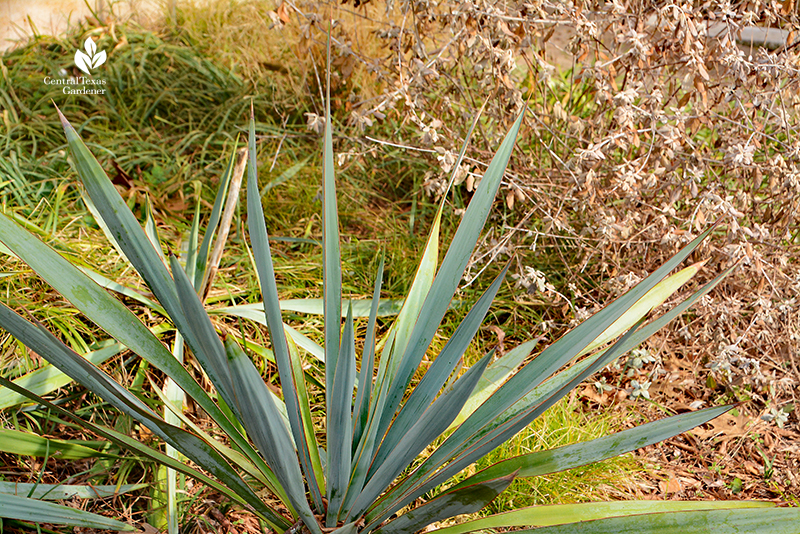 Yucca pallida, Silver bush germander, Texas sedge after Austin 2021 freeze Central Texas Gardener