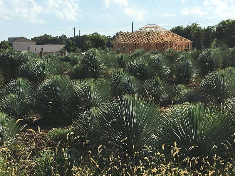 Yucca rostratas at Bering Growers at 973 photo by Bernardine and Conrad Bering