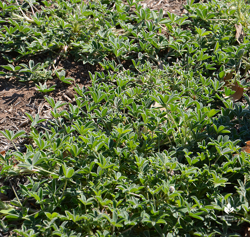 bluebonnet rosettes Central Texas Gardener