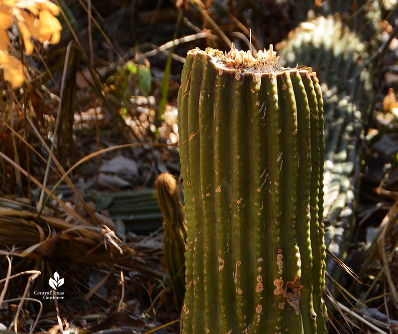 cactus beheaded by Austin 2021 freeze sprouting new growth Central Texas Gardener