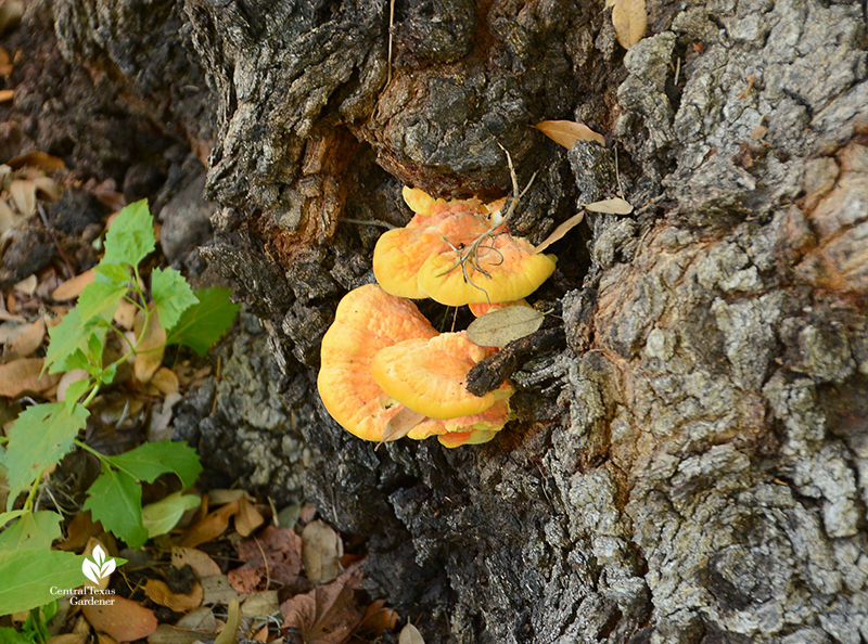chicken of the woods fungus mushroom on live oak tree Central Texas Gardener