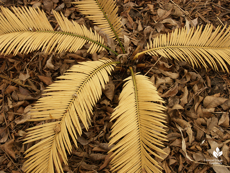  sago palm, cycad, frozen after hard freeze Central Texas Gardener