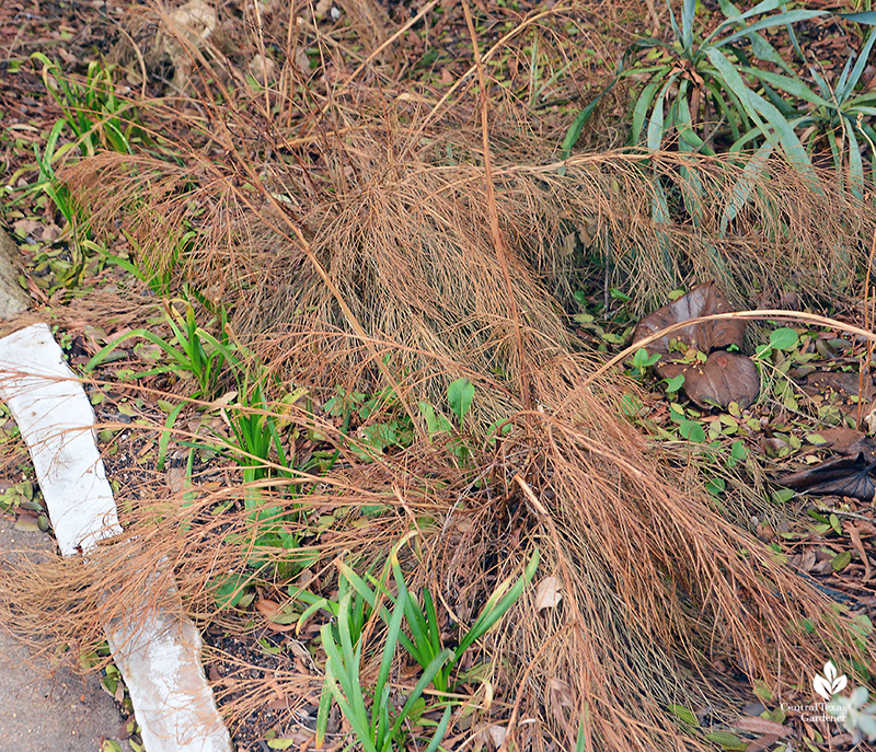 firecracker fern after Austin 2021 freeze Central Texas Gardener