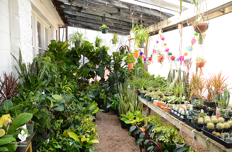 houseplants and other tropicals Barton Springs Nursery Central Texas Gardener