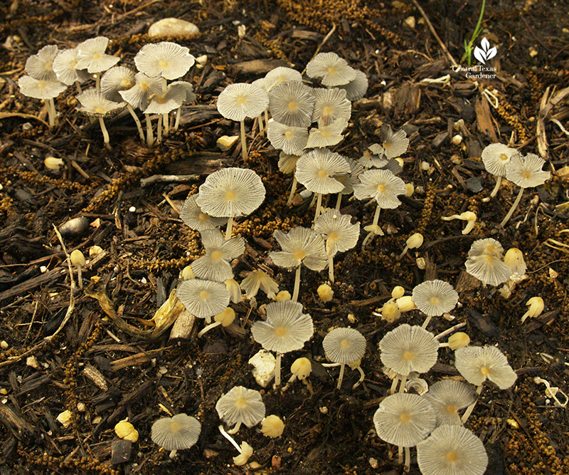 lots of little mushrooms in mulch after Austin rain Central Texas Gardener