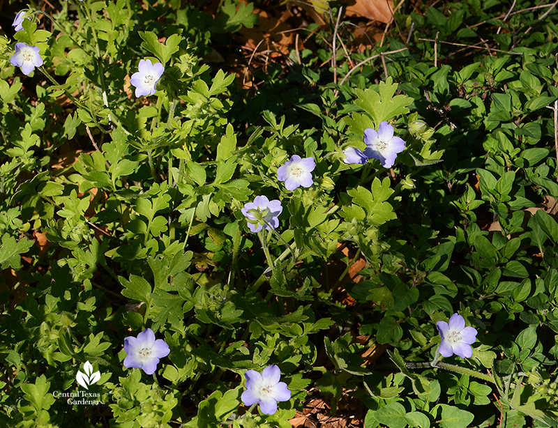 native baby blue eyes spring wildflower with oregano Austin garden Central Texas Gardener