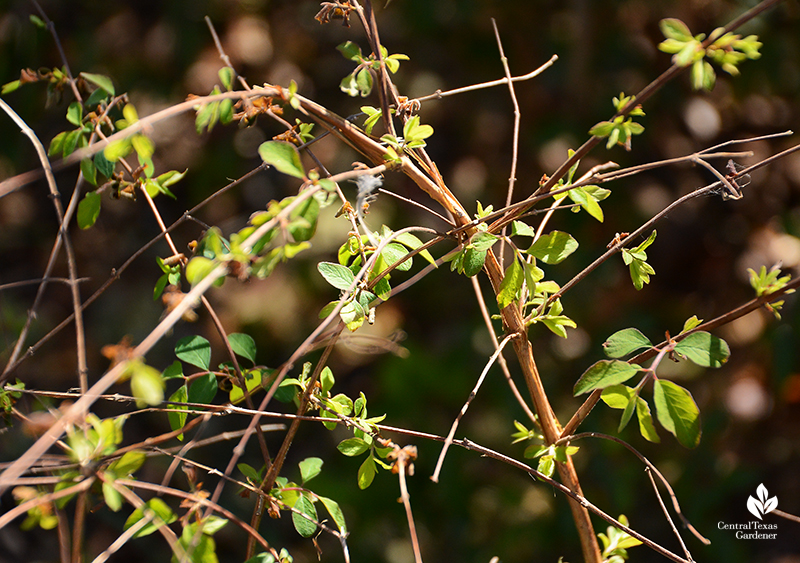 native coralberry new leaves emerge after Austin 2021 freeze Central Texas Gardener