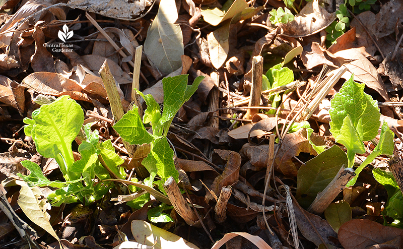 native frostweed leaves emerge after Austin 2021 freeze Central Texas Gardener