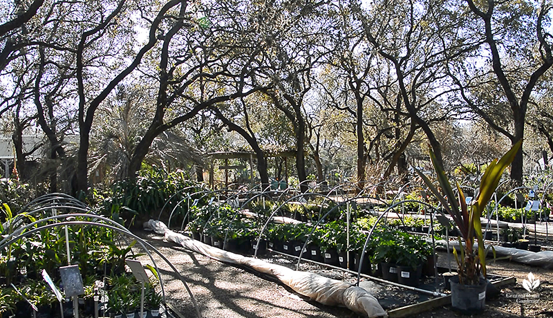 native oak trees at Barton Springs Nursery Central Texas Gardener