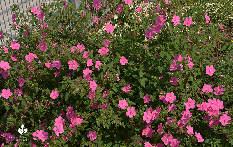 native perennial rock rose Pavonia lasiopetala Central Texas Gardener