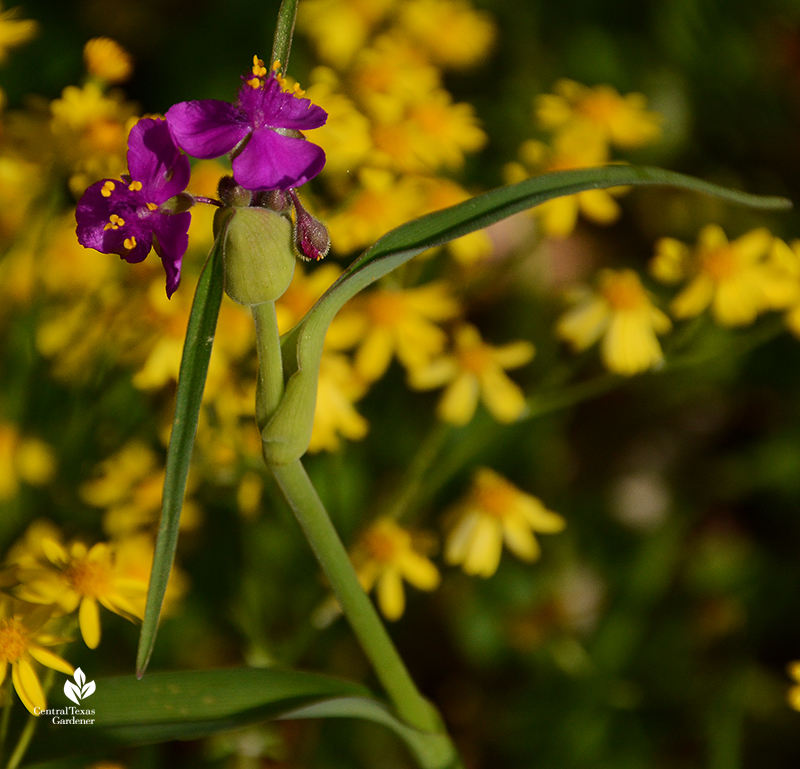 native spiderwort Tradescantia gigantea flower with native golden groundsel Central Texas Gardener