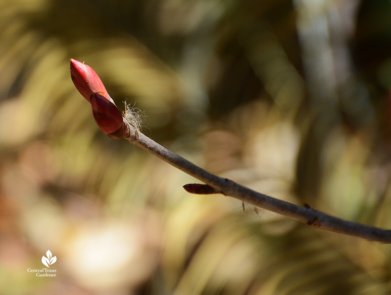 native tree red buckeye flower bud Central Texas Gardener