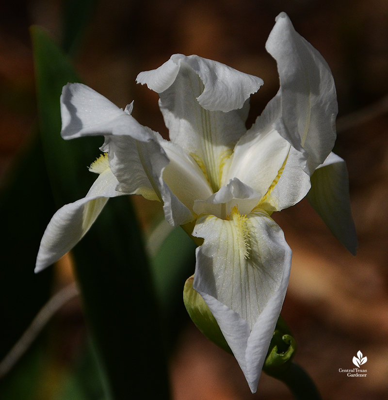 white bearded Iris albicans Central Texas Gardener