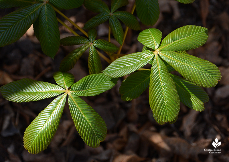 young native tree red buckeye leaves Central Texas Gardener