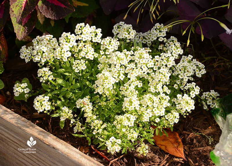 Alyssum fragrant flower for containers and garden beds La Otra Flora Laura Brennand garden Central Texas Gardener