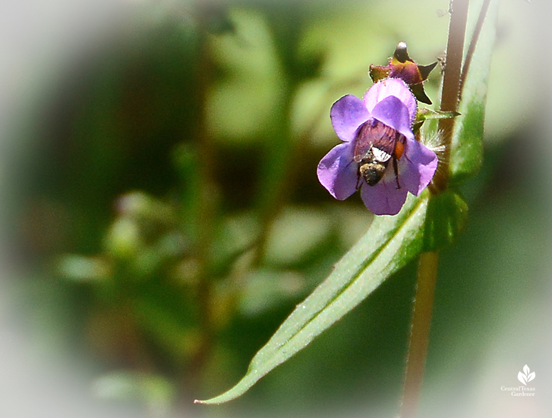 Bee inside Brazos penstemon flower native perennial Central Texas Gardener