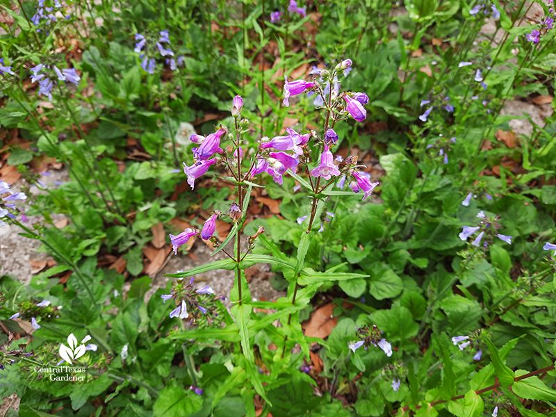 Brazos penstemon (Gulf penstemon) and native Salvia lyrata Central Texas Gardener