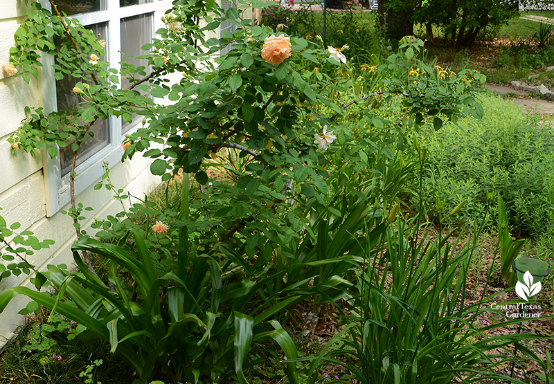 Buff beauty rose, crinum lilies, daylilies, Tropical Giant spider lily native snakeherb morning sun bed Central Texas Gardener