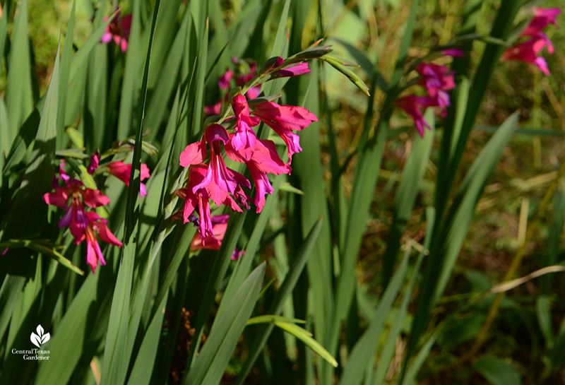 Byzantine gladiolus magenta flowered heirloom bulbs Central Texas Gardener