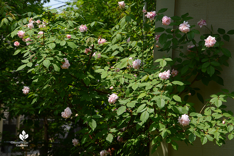 Cecile Brunner rose Central Texas Gardener