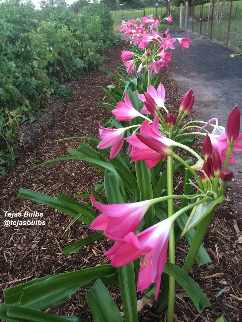 Crinum Bradley Tejas Bulbs