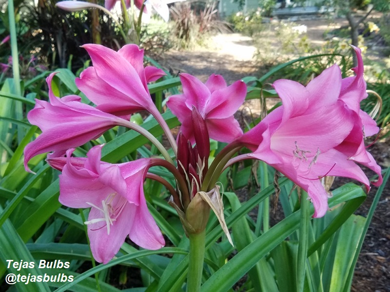 Crinum Lily Magenta Lady large blooming-size bulb 