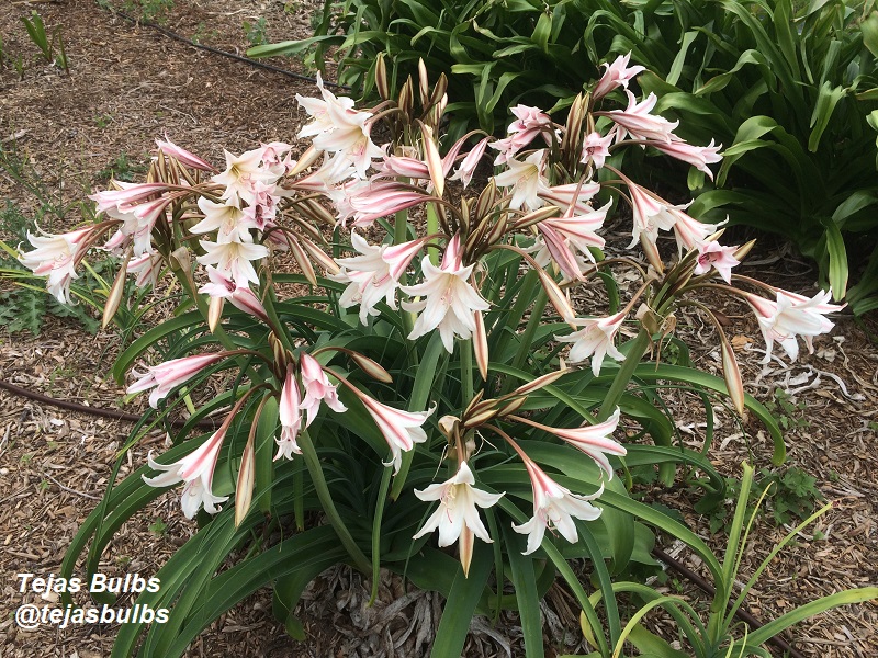 Crinum bulbispermum 'Sacramento' photo by Tejas Bulbs