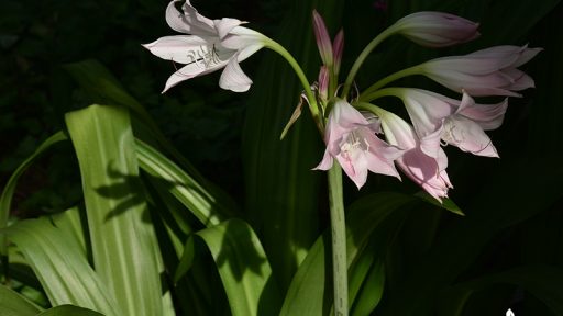 Crinum lilies good cut flowers for fragrance Central Texas Gardener