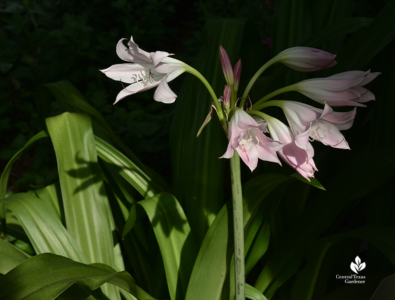 Crinum lilies good cut flowers for fragrance Central Texas Gardener