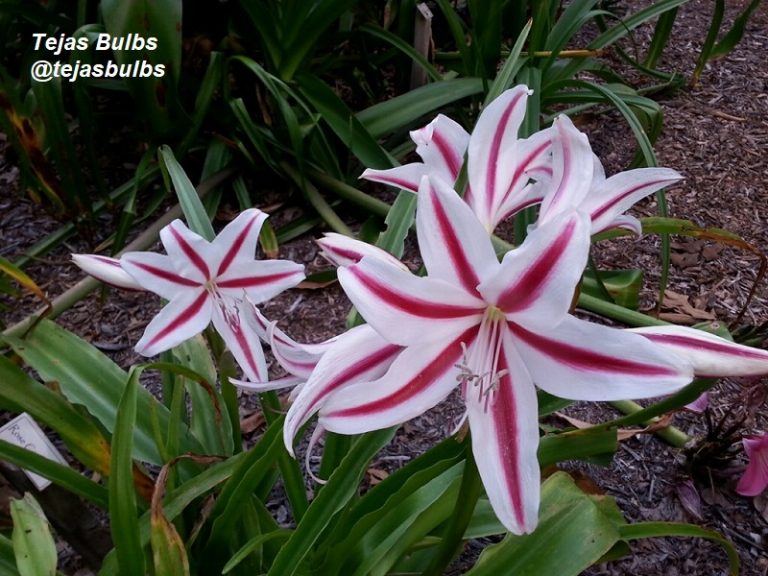 Crazy About Crinum Lilies and Spider Lilies! Central Texas Gardener