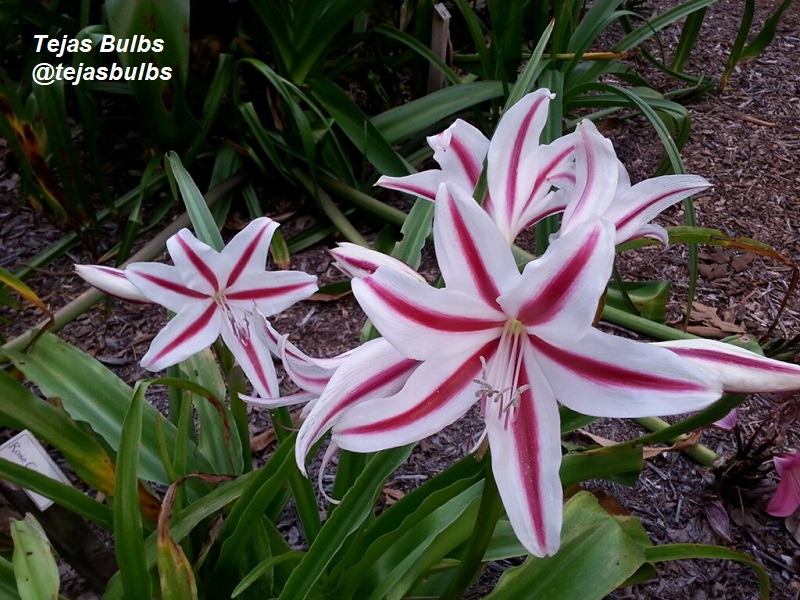 Crinum lily Stars and Stripes Phillip Schulze Tejas Bulbs