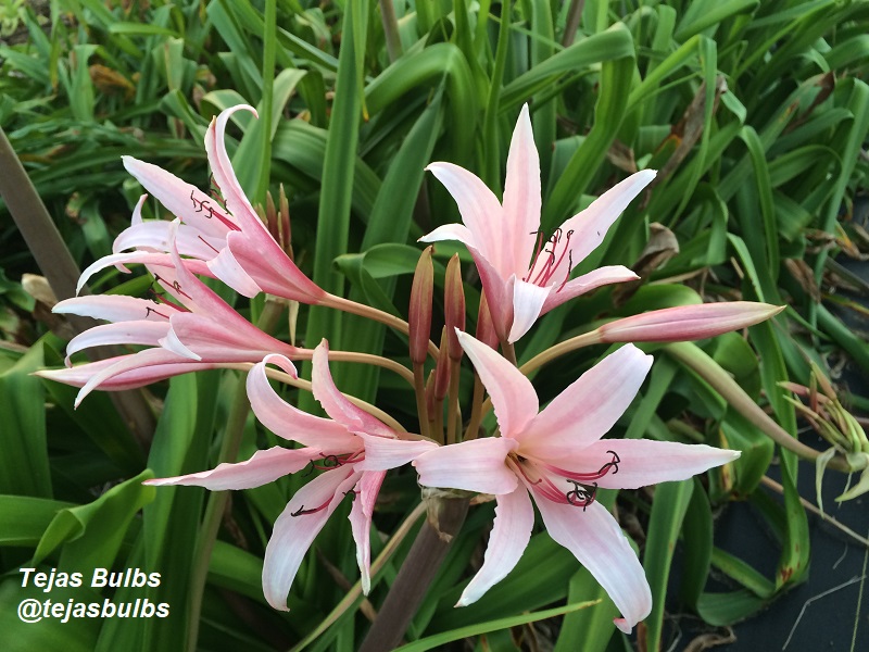 Crinum lily Twelve Apostles Tejas Bulbs Central Texas Gardener