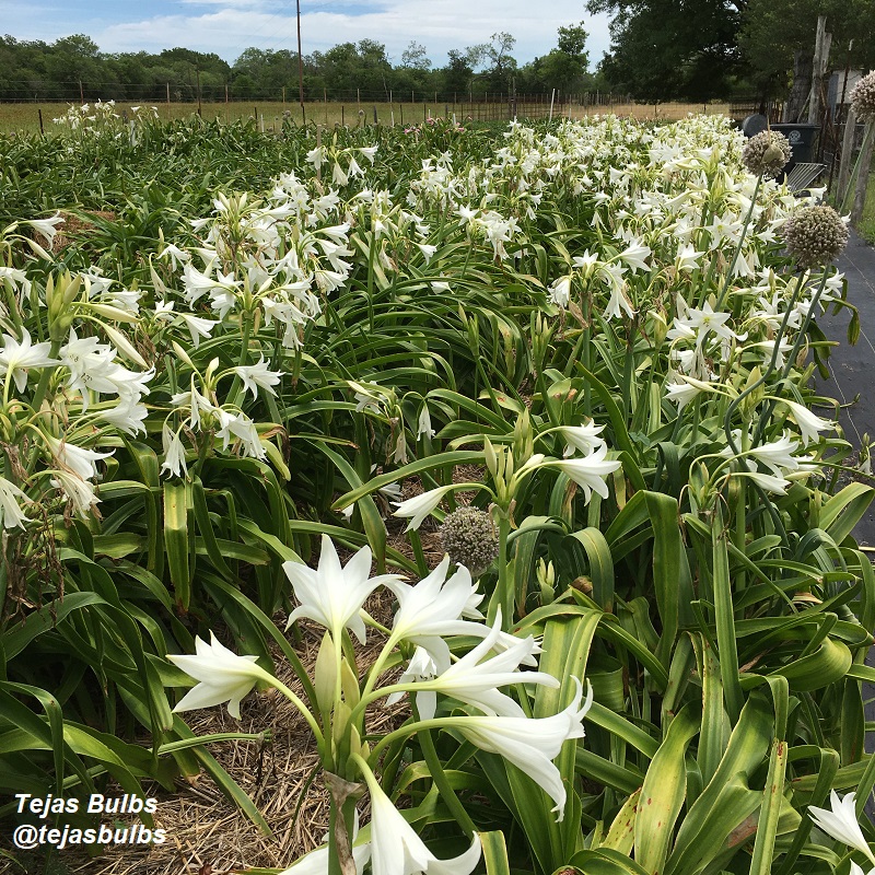 Crinum x powellii Tejas Bulbs