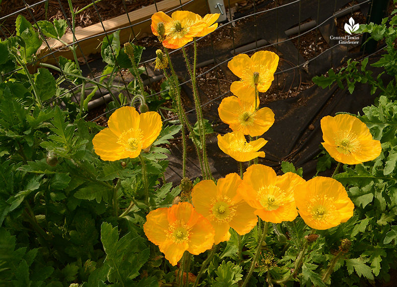 Golden Iceland poppies La Otra Flora garden Laura Ruiz Brennand 