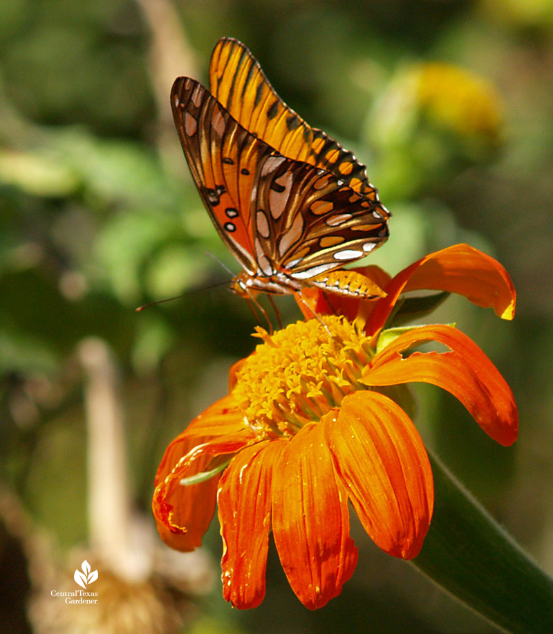 Gulf Fritillary butterfly on Mexican sunflower Tithonia 