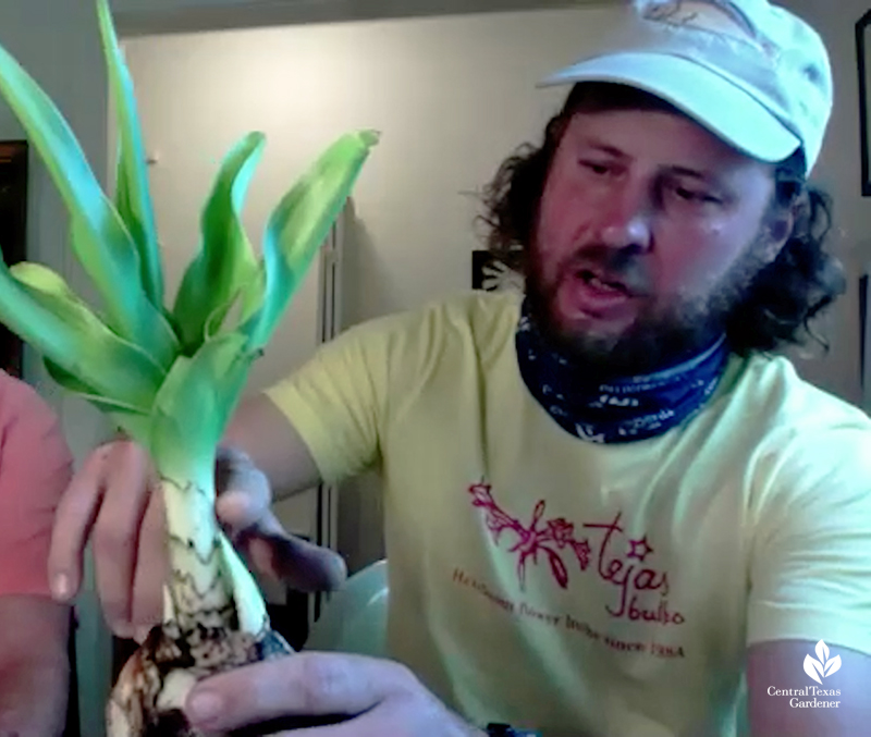 How to cut back a crinum lily Phillip Schulze Tejas Bulbs