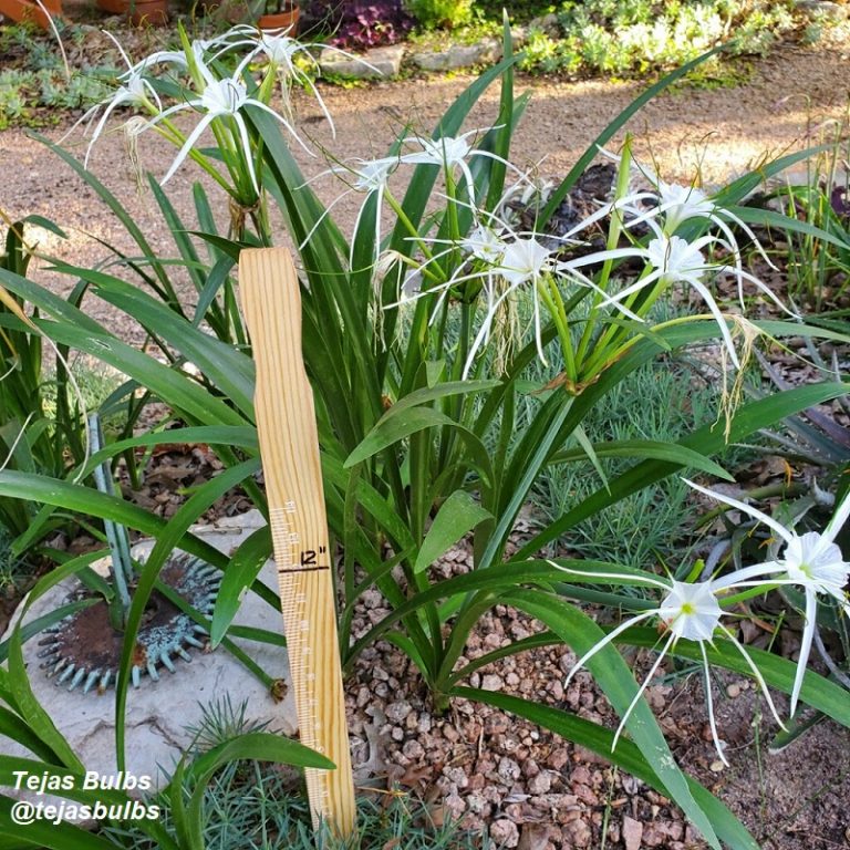Crazy About Crinum Lilies and Spider Lilies! Central Texas Gardener
