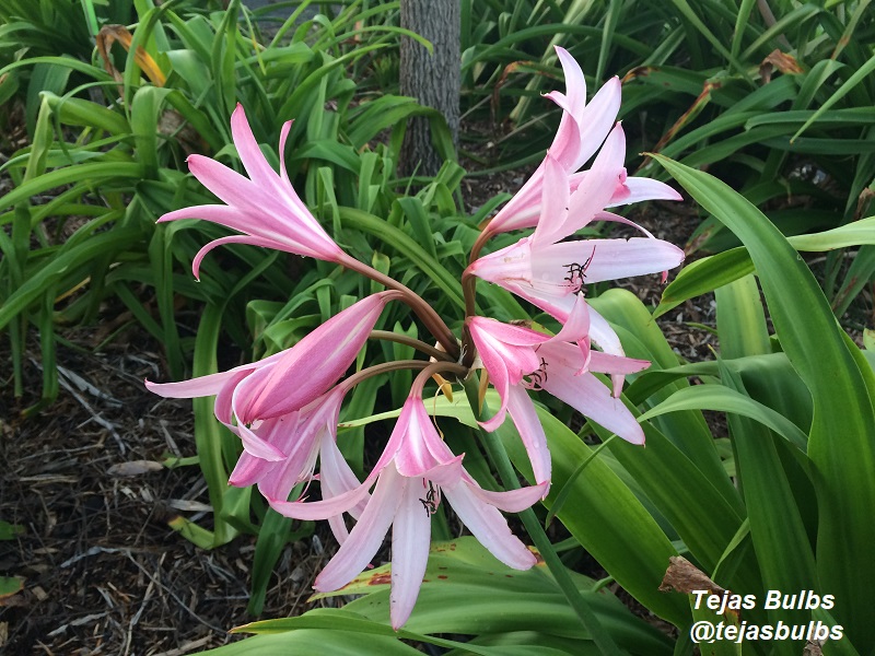 Jubilee crinum lily Tejas Bulbs